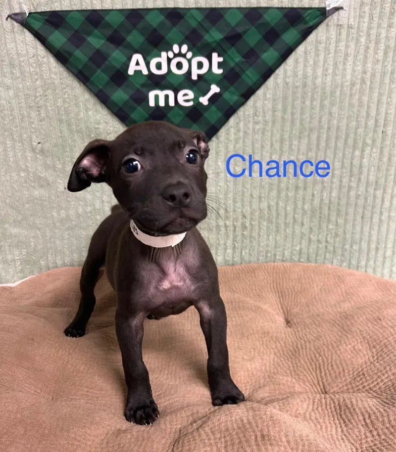 Chance