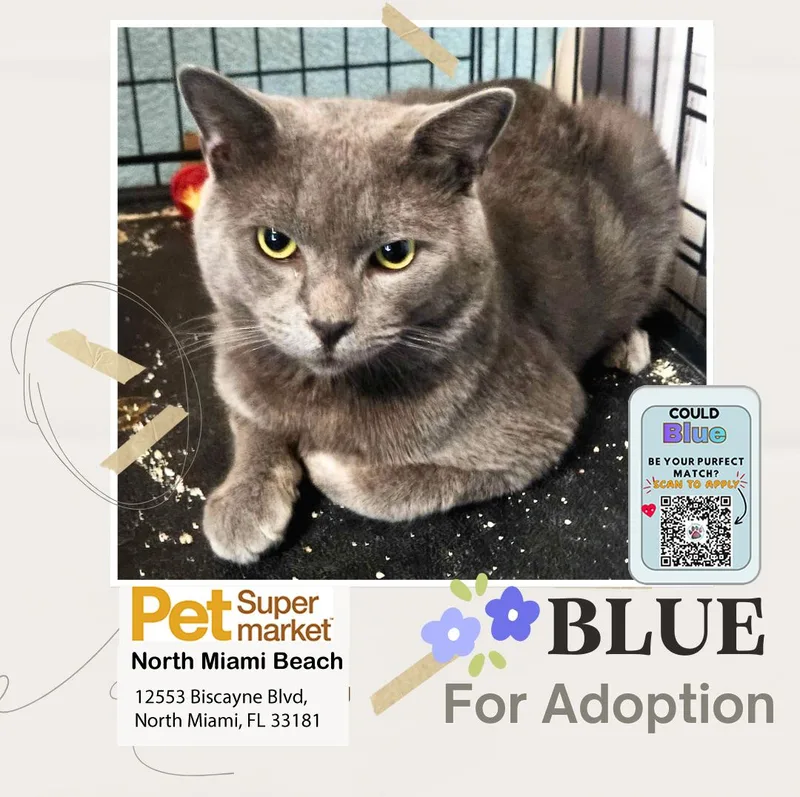 A young medium-sized male Gray / Blue / Silver Domestic Short Hair cat named Blue for adoption in Miami, FL