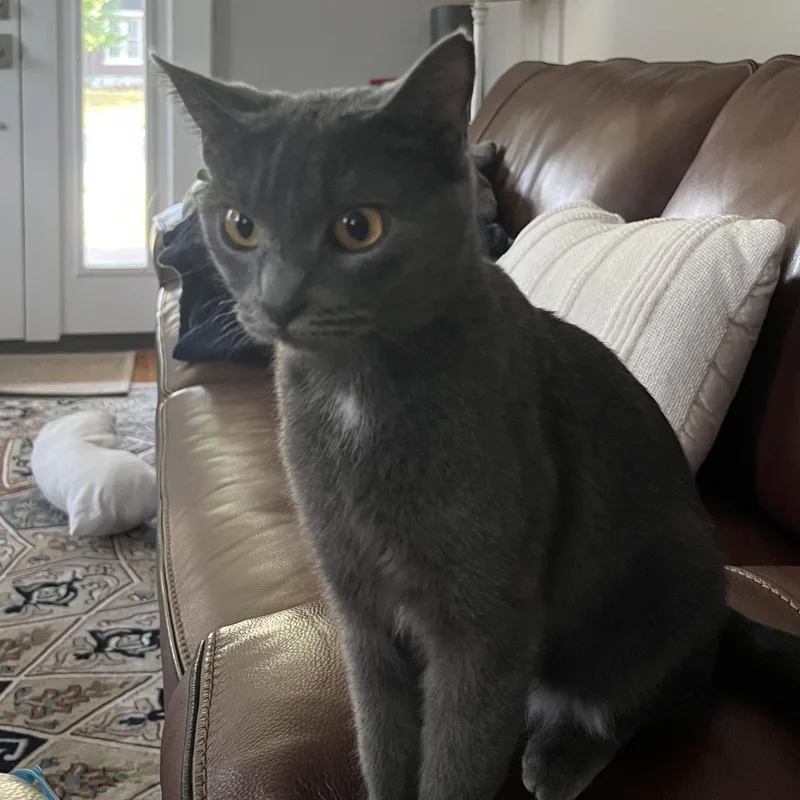A young medium-sized female Gray / Blue / Silver Russian Blue cat named Harley for adoption in Memphis, TN