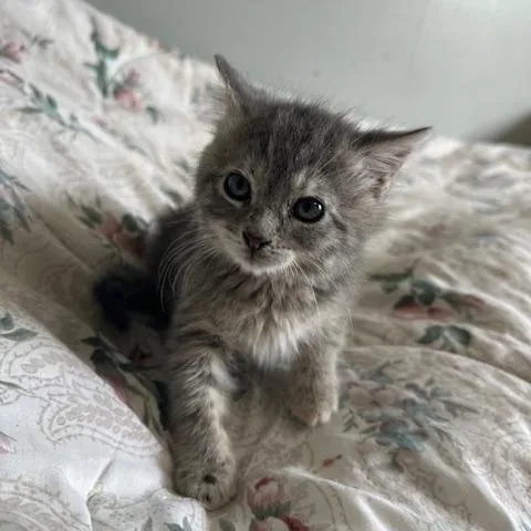 A baby medium-sized female Gray / Blue / Silver Domestic Short Hair cat named Molly for adoption in Lakeville, MN