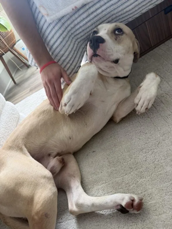 An adult medium-sized male Hound dog named Rocky for adoption in Chapel Hill, NC