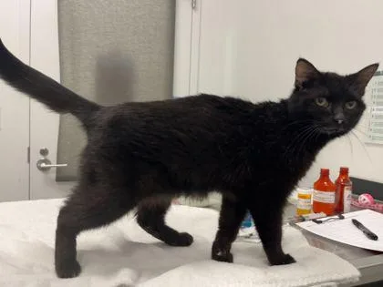 An adult medium-sized female Black Domestic Short Hair cat named Scary Sherry: Bianca's Toast for adoption in Kansas City, MO
