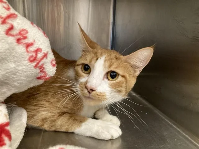 A young small-sized female Domestic Short Hair cat named Divina for adoption in Tustin, CA