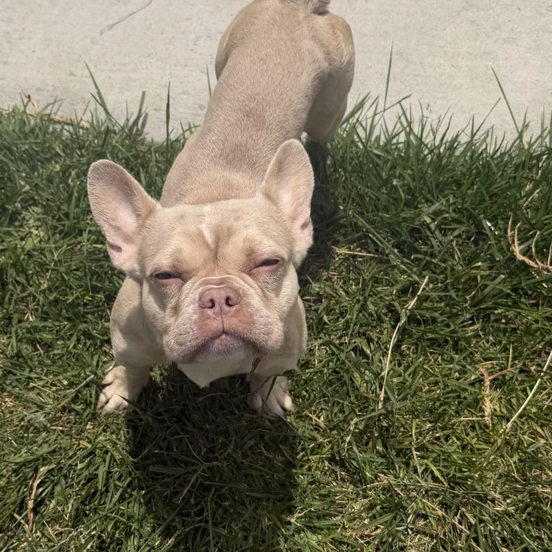 A young small-sized female White / Cream French Bulldog dog named Marilyn for adoption in Rancho Santa Fe, CA