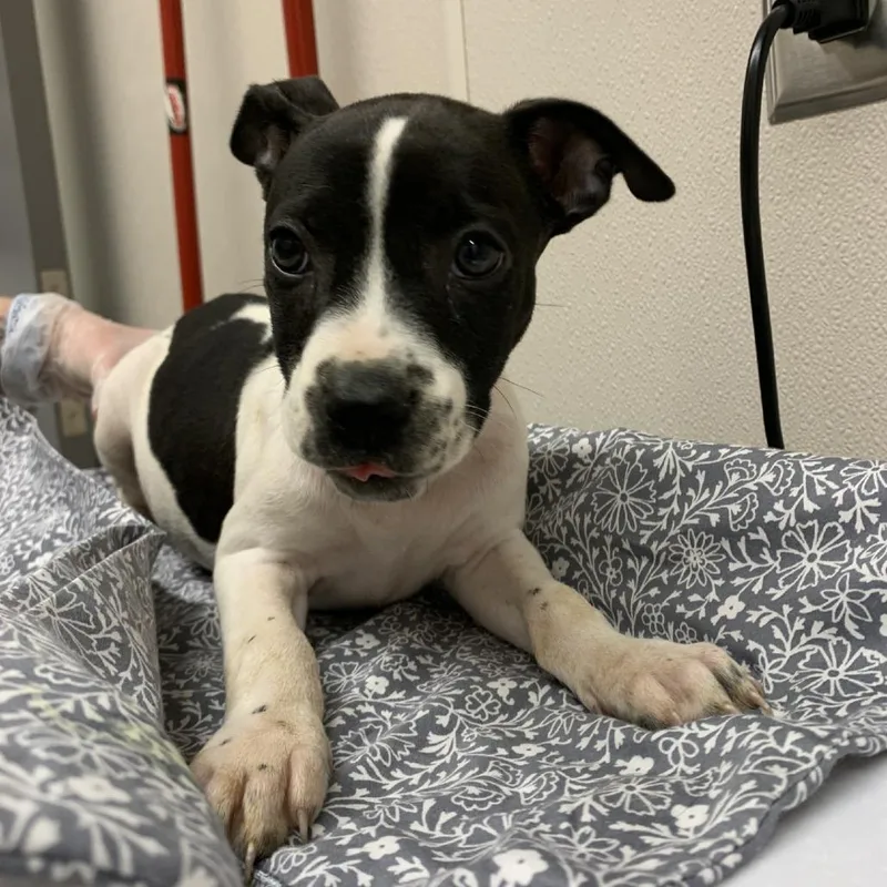 A baby small-sized female Black Pit Bull Terrier dog named Denali for adoption in Morganton, NC