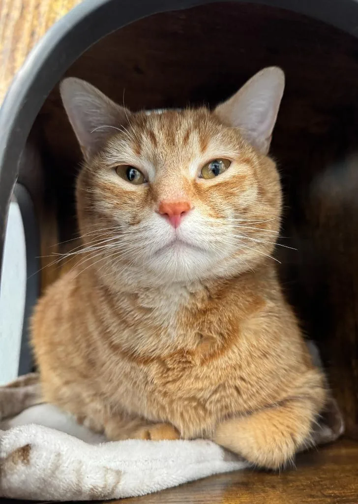 An adult medium-sized male Domestic Short Hair cat named Randy for adoption in Cumberland, ME