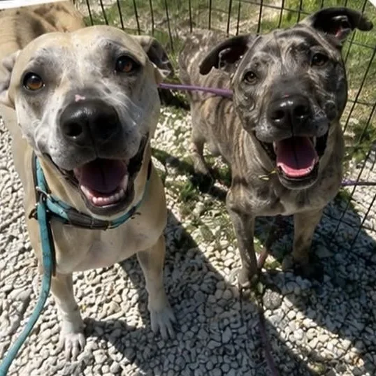 An adult medium-sized female Yellow / Tan / Blond / Fawn Hound dog named Korra for adoption in Jackson, NJ
