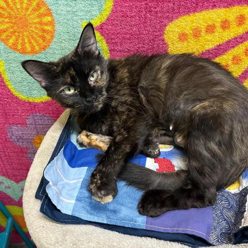 An adult small-sized female Tortoiseshell Domestic Short Hair cat named Matilda for adoption in Springfield, MO