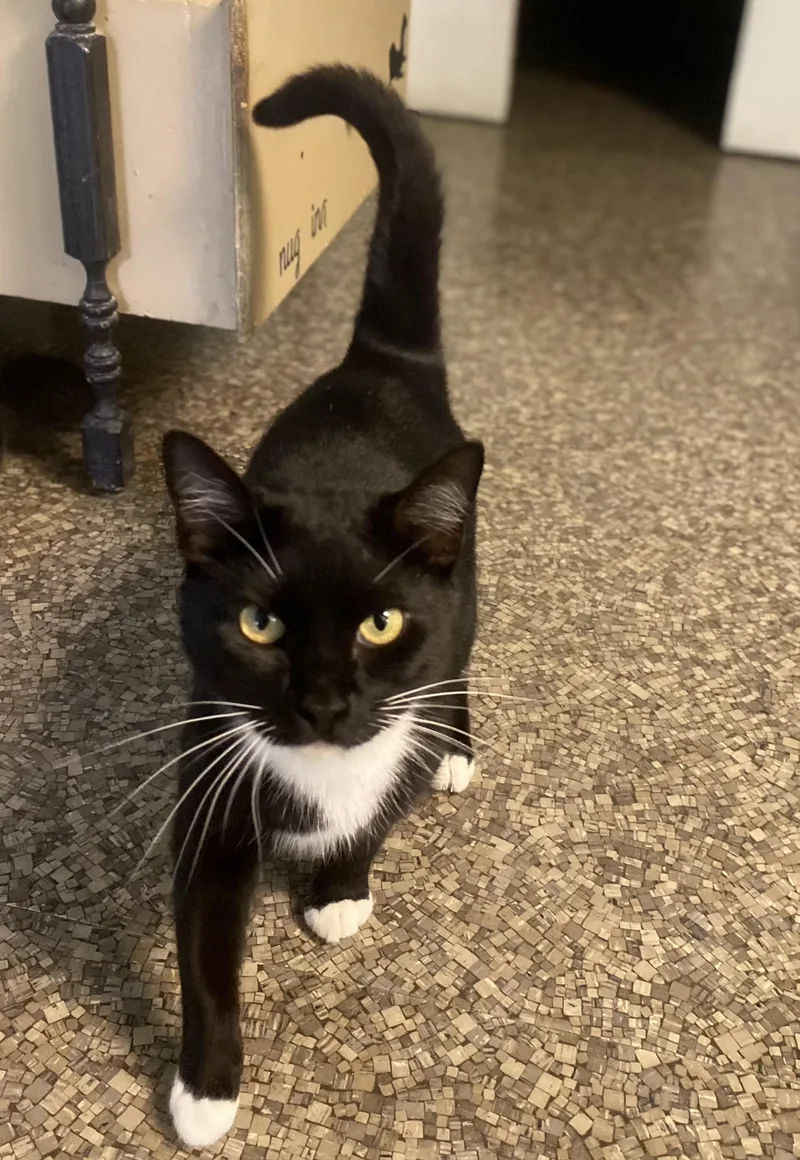 A young medium-sized female Black & White / Tuxedo Domestic Short Hair cat named Bella for adoption in Memphis, TN