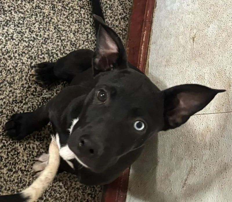 A baby medium-sized female Border Collie dog named Monica for adoption in Thompson Falls, MT