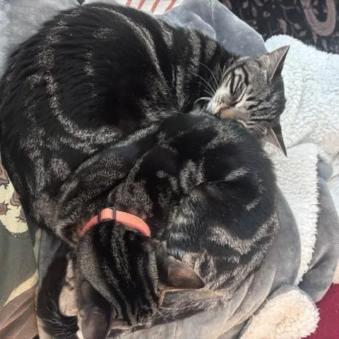 A baby large-sized male Tabby (Brown / Chocolate) Domestic Short Hair cat named Tommy and Johnny  for adoption in Portland, OR