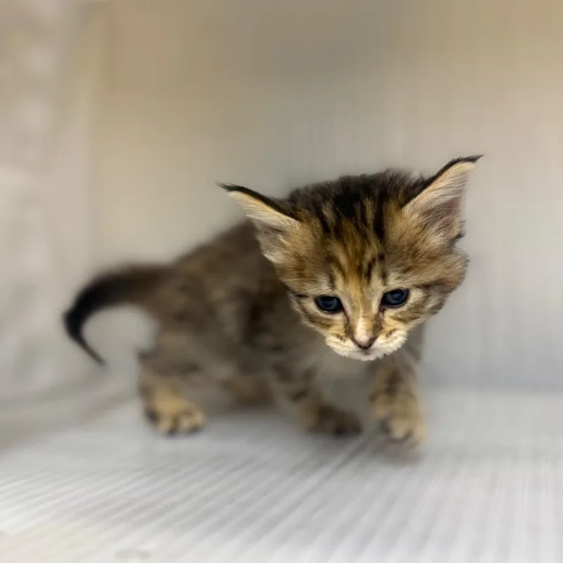 A baby small-sized female Brown / Chocolate Domestic Short Hair cat named Campfire for adoption in Pauls Valley, OK