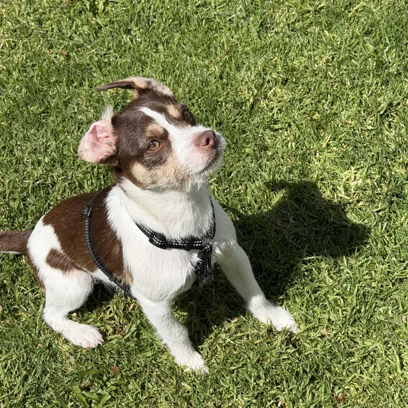 A young medium-sized male Tricolor (Brown, Black, & White) Jack Russell Terrier dog named Jack for adoption in Van Nuys, CA