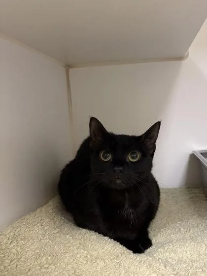 An adult medium-sized female Domestic Short Hair cat named Maki for adoption in Lowell, MA