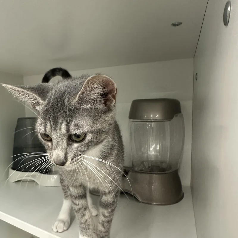 A young medium-sized female Tabby (Gray / Blue / Silver) Domestic Short Hair cat named Houdini for adoption in Easley, SC
