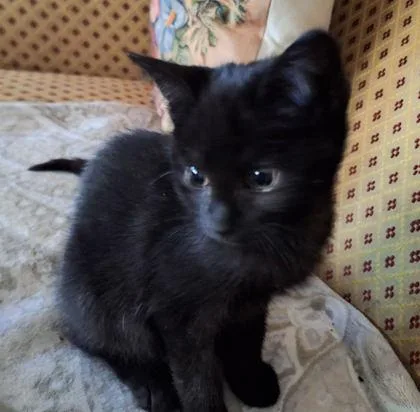 A young medium-sized female Black Domestic Short Hair cat named Dolly for adoption in Baltimore, MD