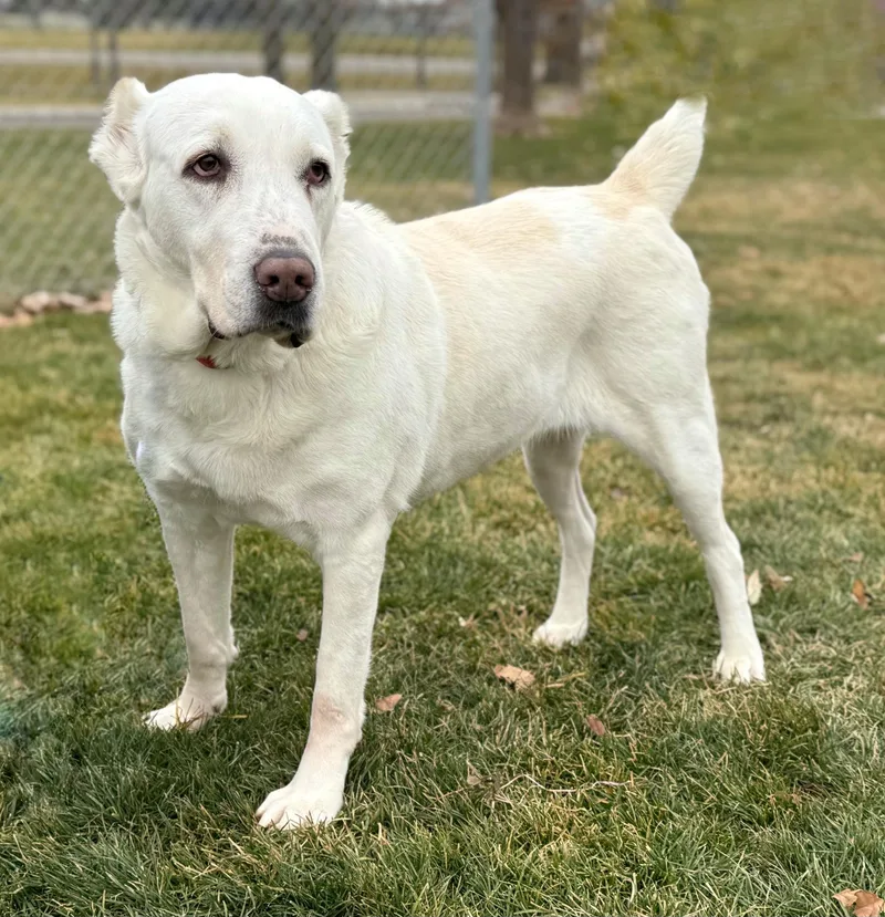 An adult large-sized female Shepherd dog named Athena for adoption in Twin Falls, ID