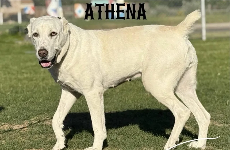 Athena thumbnail 3