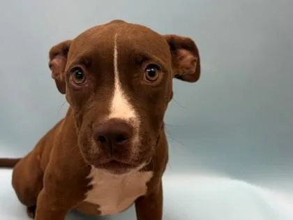 A baby small-sized female Black Mouth Cur dog named Biscotti for adoption in Woodbury, MN