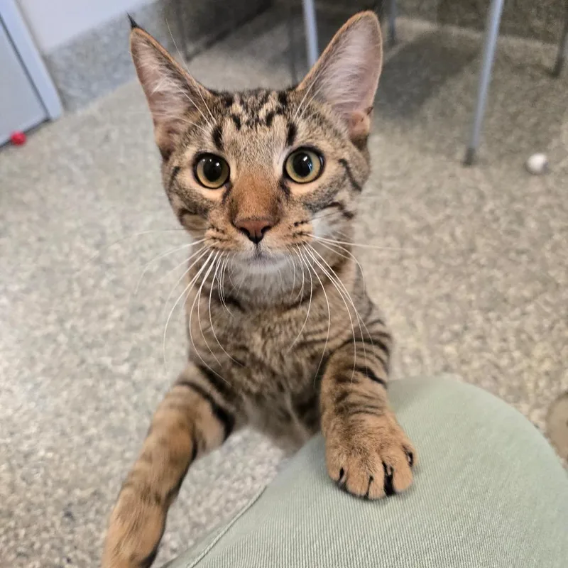 A young medium-sized male Brown / Chocolate Domestic Short Hair cat named Boogie for adoption in Dearborn, MI