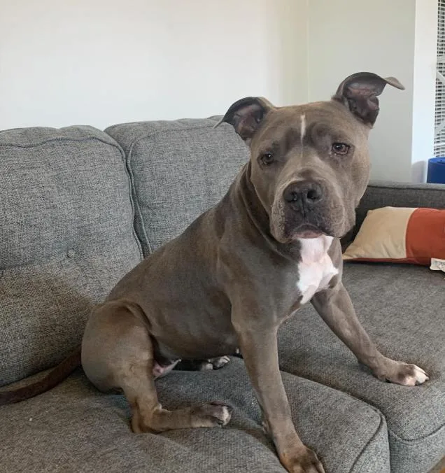 An adult medium-sized female Gray / Blue / Silver Pit Bull Terrier dog named Gorda for adoption in TEMECULA, CA