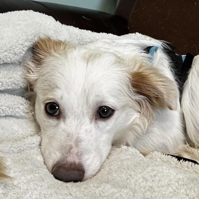 A baby small-sized male White / Cream Mixed Breed dog named Cool Whip for adoption in Hinsdale, IL