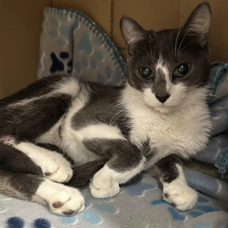 An adult medium-sized female Gray / Blue / Silver Domestic Short Hair cat named Women In Stem for adoption in Austin, TX