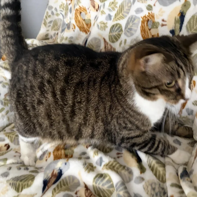 An adult medium-sized female Brown / Chocolate Domestic Short Hair cat named Dora for adoption in Carmel, IN