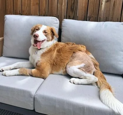 Hank