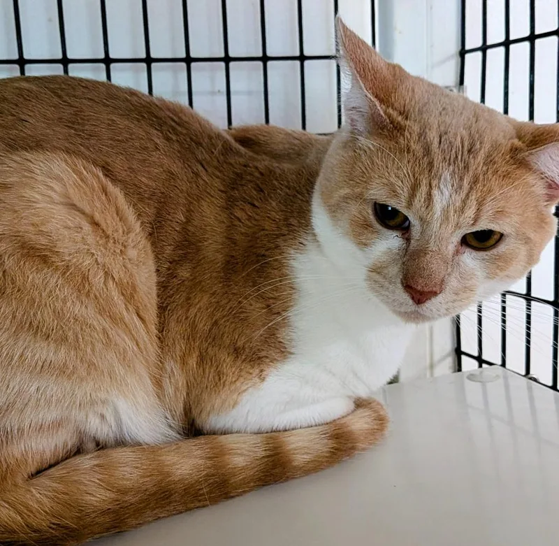 A young medium-sized male Domestic Short Hair cat named Mango for adoption in St. Augustine, FL
