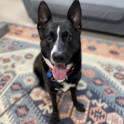 An adult large-sized male German Shepherd Dog dog named King for adoption in Wheaton, IL