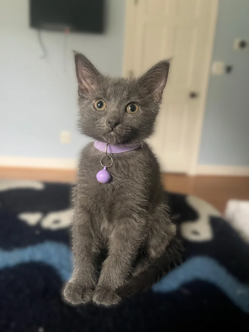 A young medium-sized female Gray / Blue / Silver Domestic Short Hair cat named Zoloft for adoption in Fredericksburg, VA