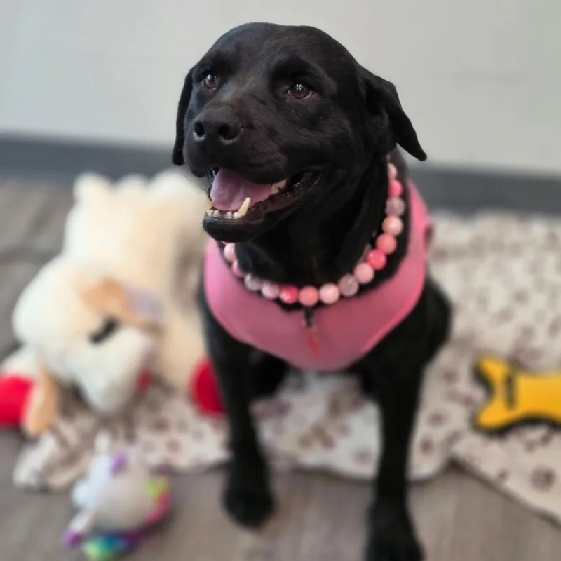 An adult medium-sized female Black Black Labrador Retriever dog named Flora Jo for adoption in Houston, TX