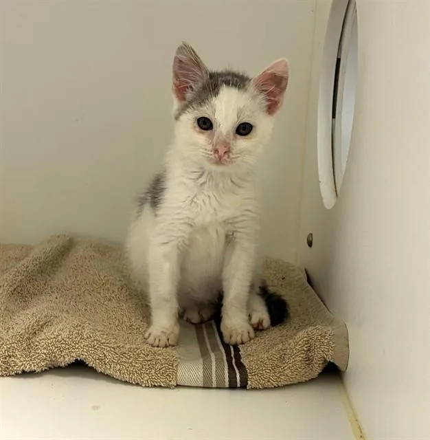 A baby small-sized female Domestic Short Hair cat named Trixie for adoption in San Luis Obispo, CA