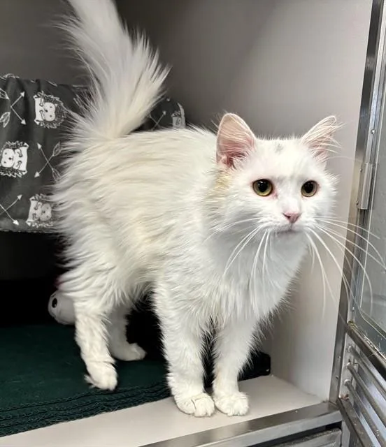 An adult medium-sized female Domestic Medium Hair cat named Cassie for adoption in Kalamazoo, MI