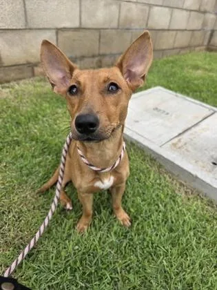 An adult small-sized female Terrier dog named Panipopo for adoption in Honolulu, HI
