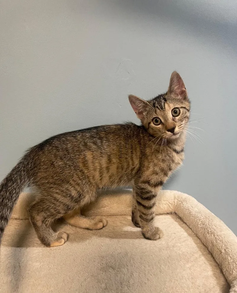 A baby medium-sized female Torbie Domestic Short Hair cat named Sprout for adoption in Clayton, NJ