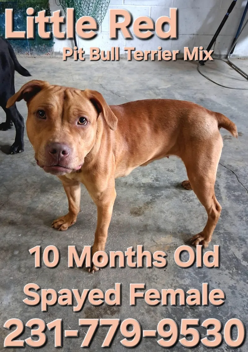 A baby medium-sized female Pit Bull Terrier dog named Little Red for adoption in Cadillac, MI
