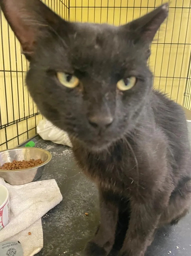 A baby medium-sized male Domestic Short Hair cat named Yungblud for adoption in Muskegon, MI