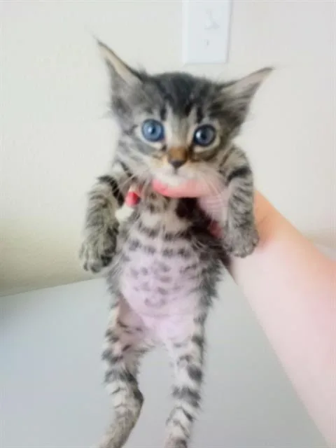 A baby small-sized female Domestic Short Hair cat named Darlene for adoption in Sacramento, CA