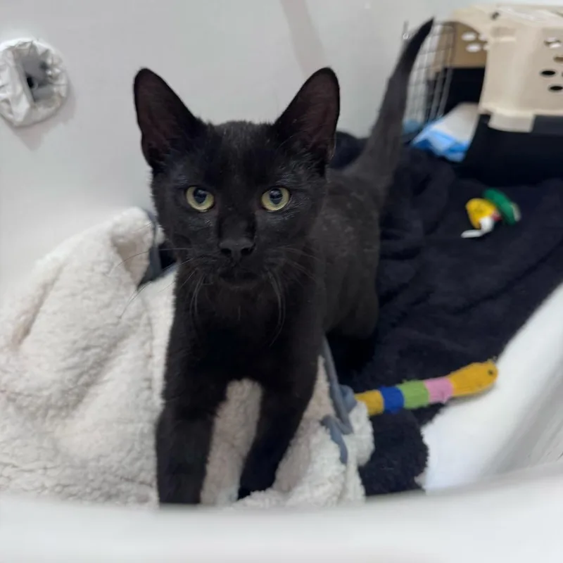A young medium-sized male Black Domestic Short Hair cat named Benny for adoption in New York, NY