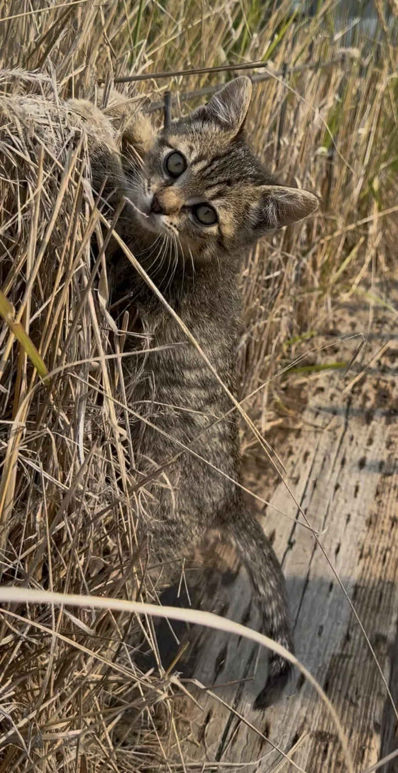 A young medium-sized female Tabby (Brown / Chocolate) Domestic Short Hair cat named Tasha for adoption in Butte, MT