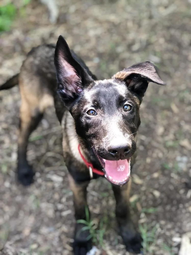 A baby small-sized male Tricolor (Brown, Black, & White) Belgian Shepherd / Malinois dog named Code Litter  Cipher for adoption in Imlay City, MI