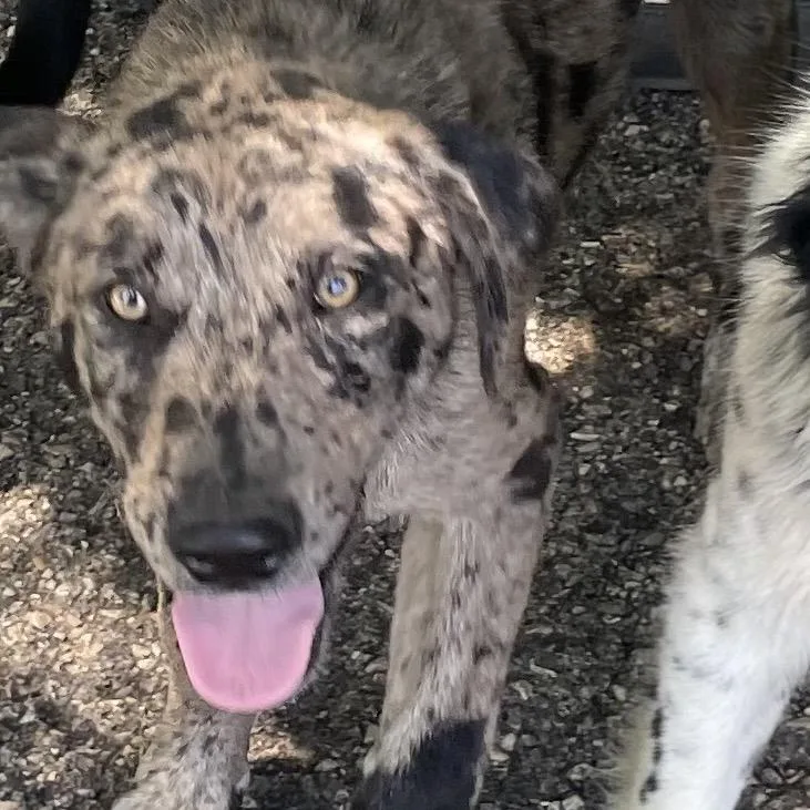 A young medium-sized male Gray / Blue / Silver Catahoula Leopard Dog dog named Agy for adoption in Green Forest, AR