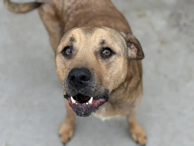 An adult large-sized female Pit Bull Terrier dog named Lexi for adoption in Tulsa, OK