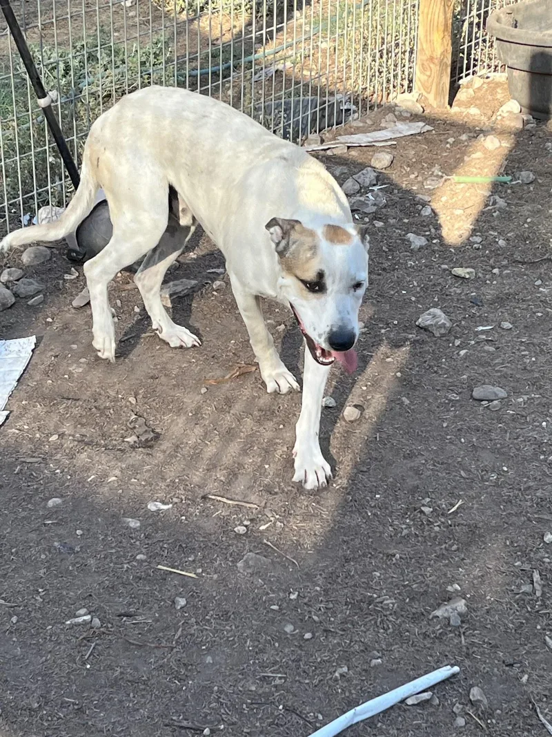A young medium-sized male White / Cream Labrador Retriever dog named Dover for adoption in Boerne, TX