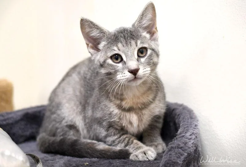 A baby medium-sized female Tabby (Tiger Striped) Domestic Short Hair cat named Nihn for adoption in Monroe, GA