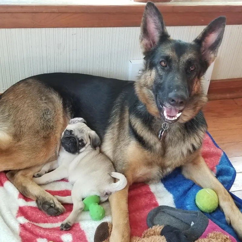 A senior small-sized female Black German Shepherd Dog dog named Harley Home To for adoption in South Elgin, IL