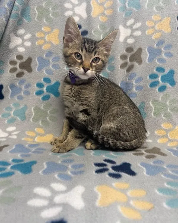 A baby medium-sized male Tabby (Brown / Chocolate) Domestic Short Hair cat named Spyro for adoption in White Oak, PA