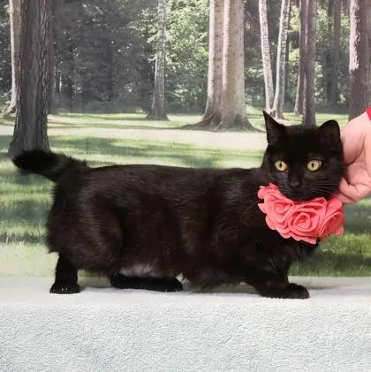 An adult medium-sized female Domestic Short Hair cat named Daisy for adoption in West Chester, PA